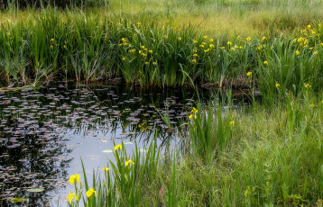 Картинка природа реки озера заводь