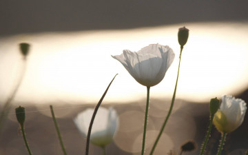 Картинка цветы маки белые паутина блики