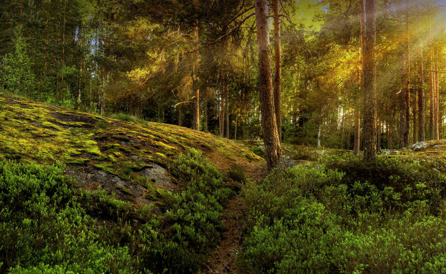 Обои картинки фото природа, лес, сосны, свет