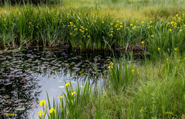 Обои картинки фото природа, реки, озера, заводь