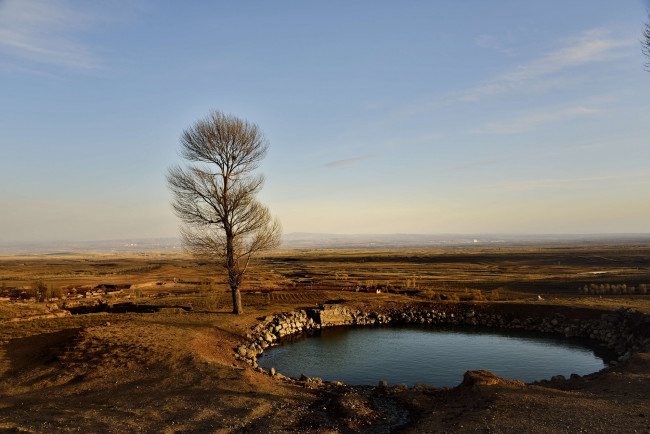 Обои картинки фото природа, пейзажи, поле, дерево