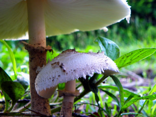 Картинка природа грибы гриб-зонтик