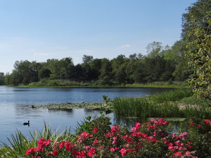 Картинка природа реки озера река деревья лето цветы