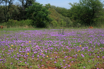 Картинка природа луга лето цветы луг