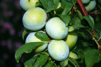 Картинка природа плоды сливы