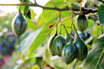 Картинка природа плоды tree-tomato fruit