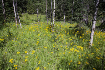 Картинка природа лес простор