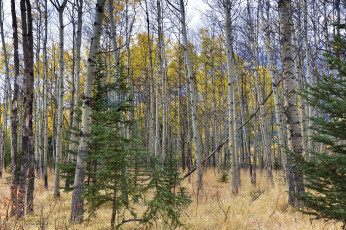 Картинка природа лес простор