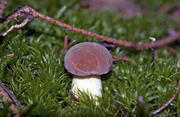 Картинка природа грибы боровик