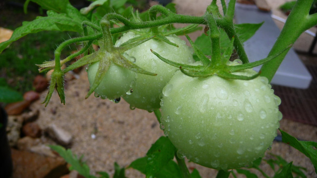 Обои картинки фото природа, плоды, помидоры, томаты