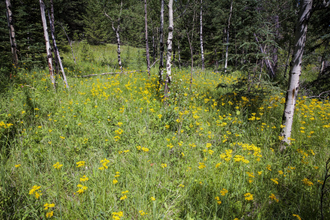 Обои картинки фото природа, лес, простор