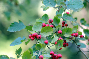 Картинка природа Ягоды ветка ягоды