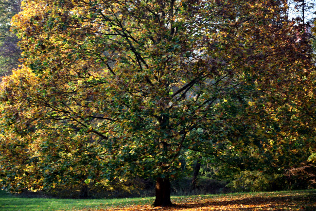 Обои картинки фото природа, деревья, дерево