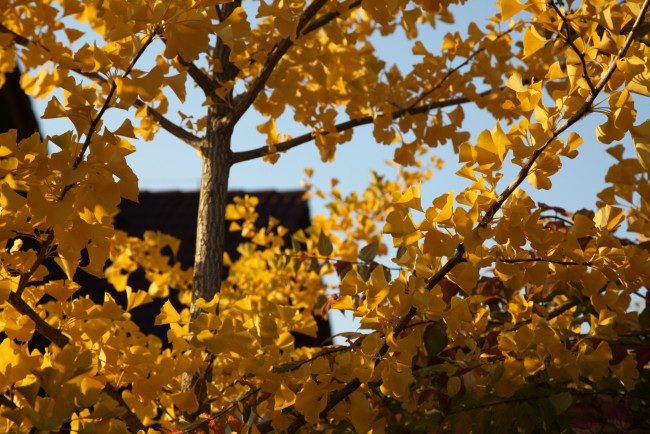 Обои картинки фото природа, листья, осень