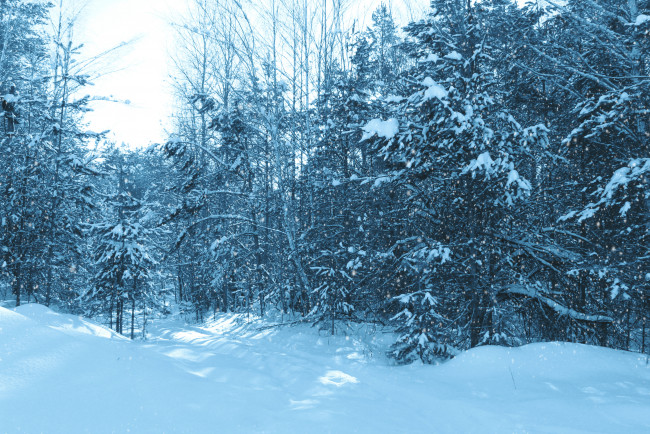 Обои картинки фото природа, зима, деревья, лес, снег