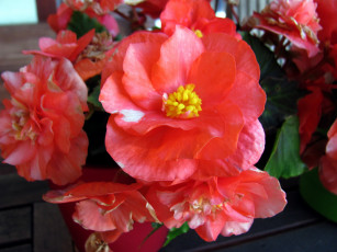 обоя цветы, бегония, розовая, макро