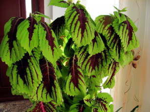 Картинка цветы листья