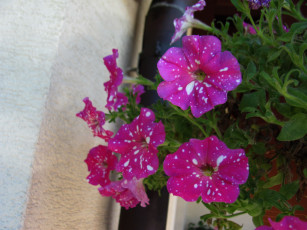 Картинка цветы петунии +калибрахоа крапинки