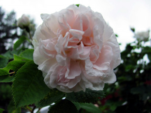 Картинка цветы розы макро