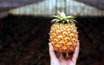 Картинка еда ананас экзотика