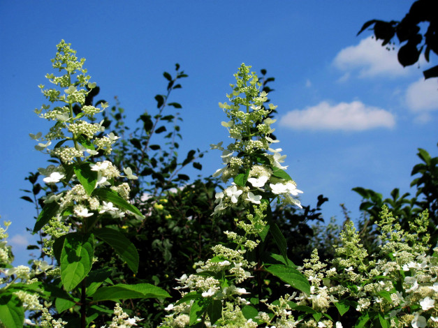 Обои картинки фото цветы, цветущие деревья ,  кустарники, весна, небо, цветущий, куст