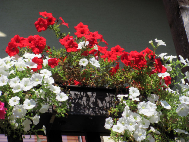 Обои картинки фото цветы, петунии,  калибрахоа, алые, белые