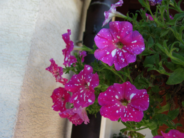 Обои картинки фото цветы, петунии,  калибрахоа, крапинки