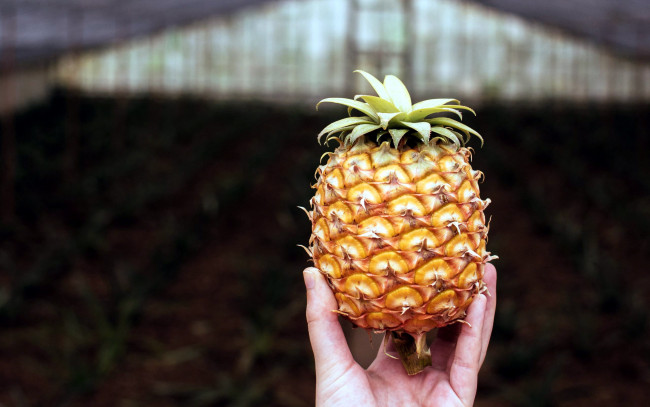 Обои картинки фото еда, ананас, экзотика