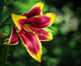 Картинка цветы лилии +лилейники лилия