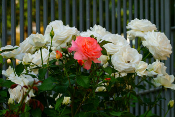 Картинка цветы розы