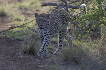 обоя животные, леопарды, леопард