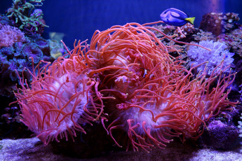 обоя животные, морская фауна, актиния