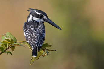 Картинка животные зимородки зимородок
