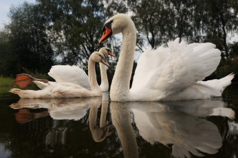 обоя животные, лебеди, лебедь