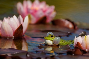 Картинка животные лягушки лягушка