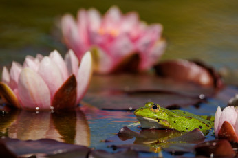 Картинка животные лягушки лягушка