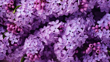 Картинка 3д+графика цветы+ flowers цветы сирень весна фон