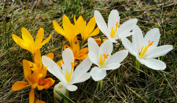 Картинка цветы крокусы