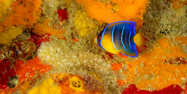 Обои картинки фото животные, рыбы, рыба