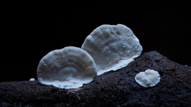 Обои картинки фото природа, грибы