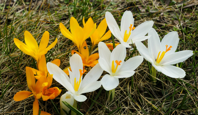 Обои картинки фото цветы, крокусы