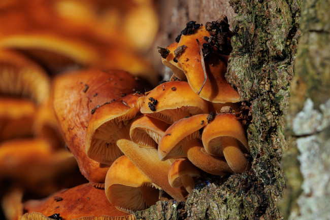 Обои картинки фото природа, грибы