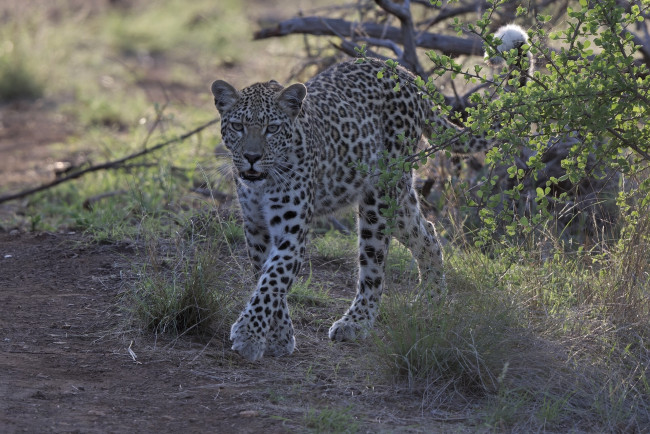 Обои картинки фото животные, леопарды, леопард