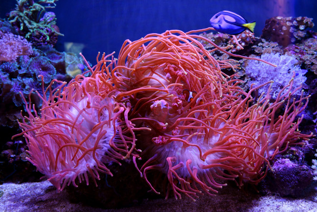 Обои картинки фото животные, морская фауна, актиния