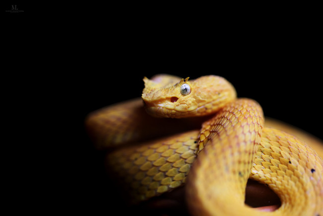 Обои картинки фото животные, змеи,  питоны,  кобры, змея