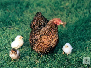 Картинка животные куры петухи