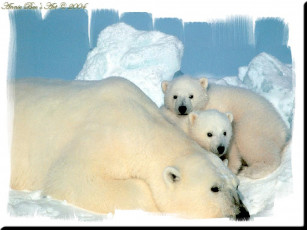 Картинка животные медведи