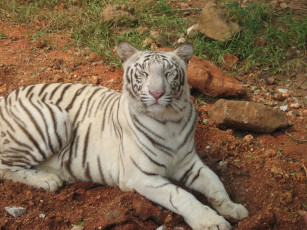 обоя животные, тигры