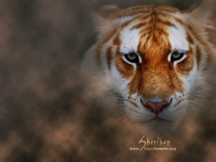 Картинка животные тигры