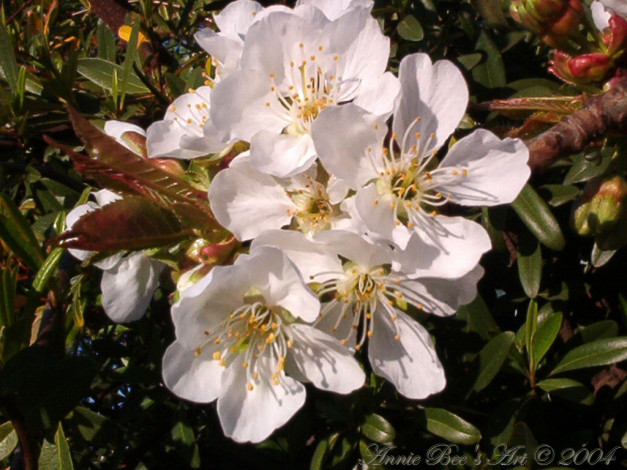 Обои картинки фото цветы, цветущие, деревья, кустарники